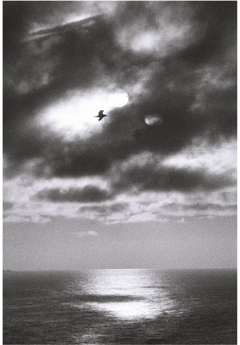 seagul2.JPG