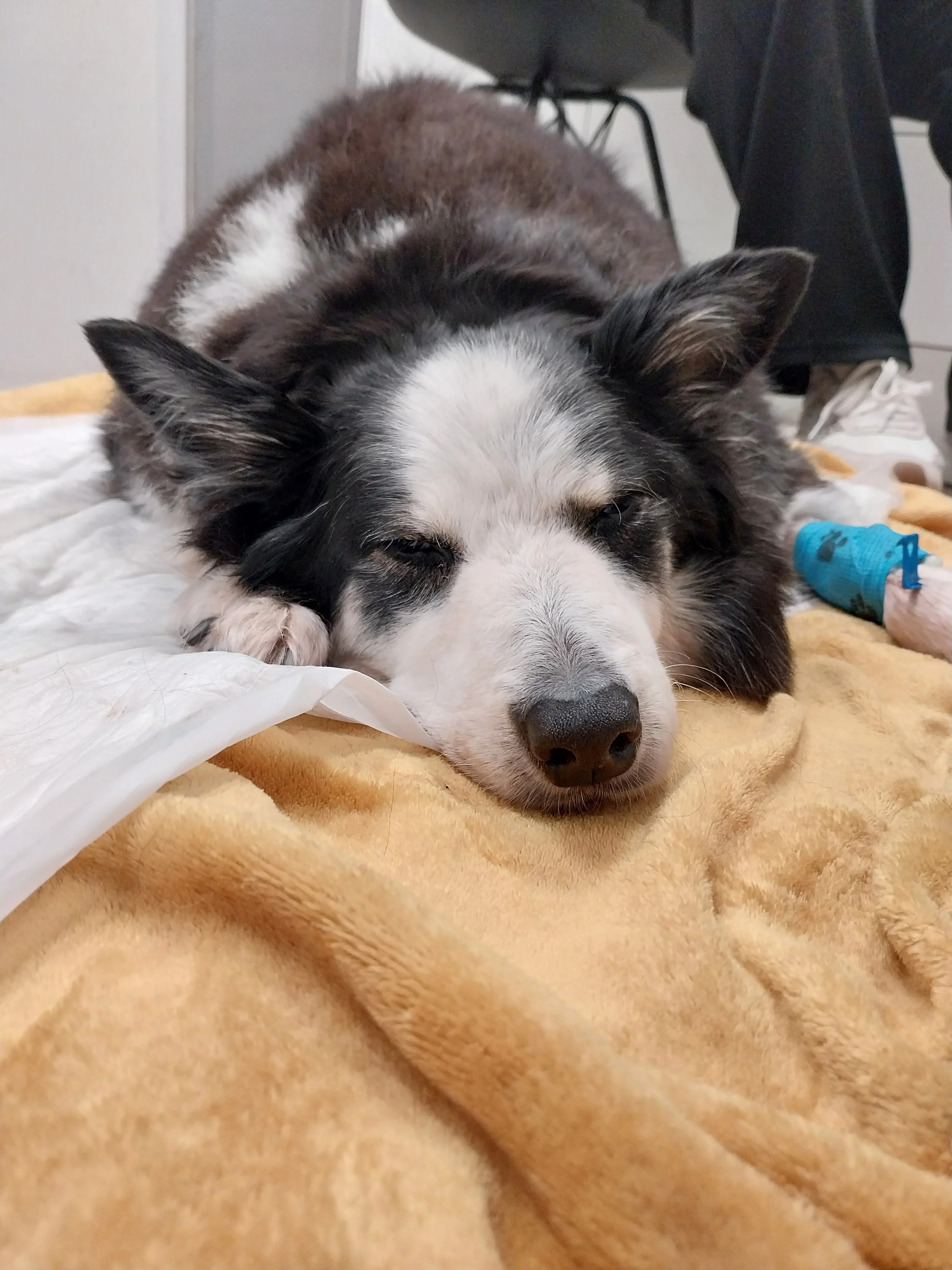 Goodbye little girl ❤️ 🐾 🌈