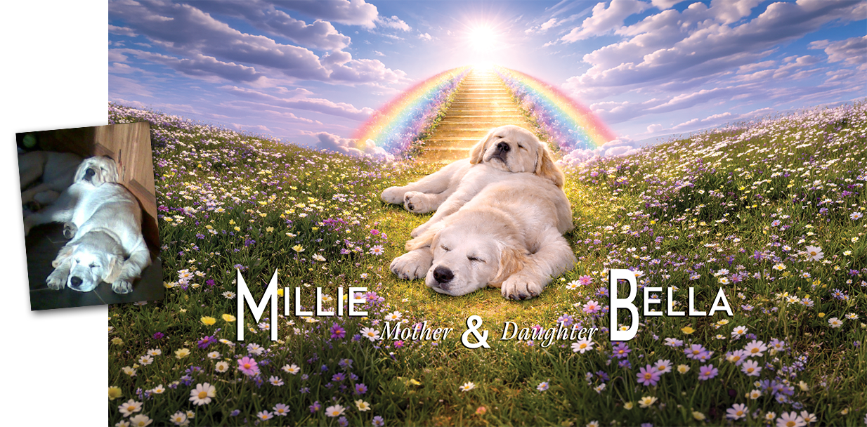 Mille and Bella, my brother's pets. They were mother and daughter and stayed together.