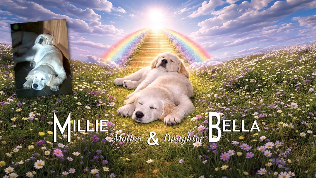 MilleBella_Lnds_Web.jpg (Copy)