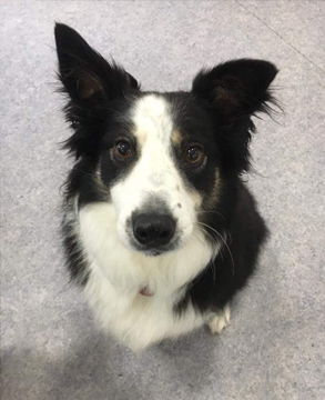 How can you resist that face?