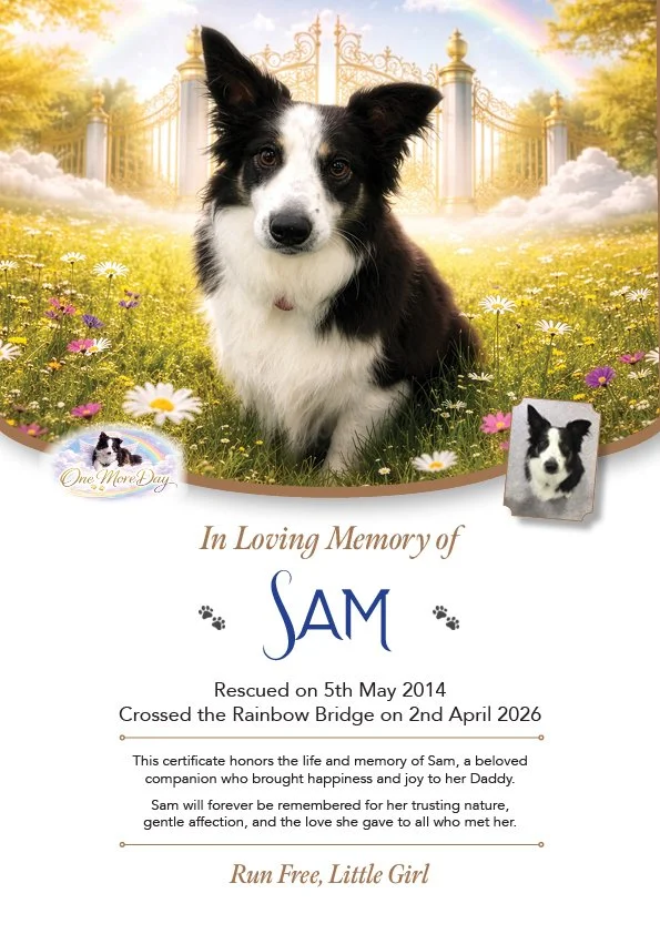A Certificate of Remembrance for Sam. It now adorns my living room wall in a frame.