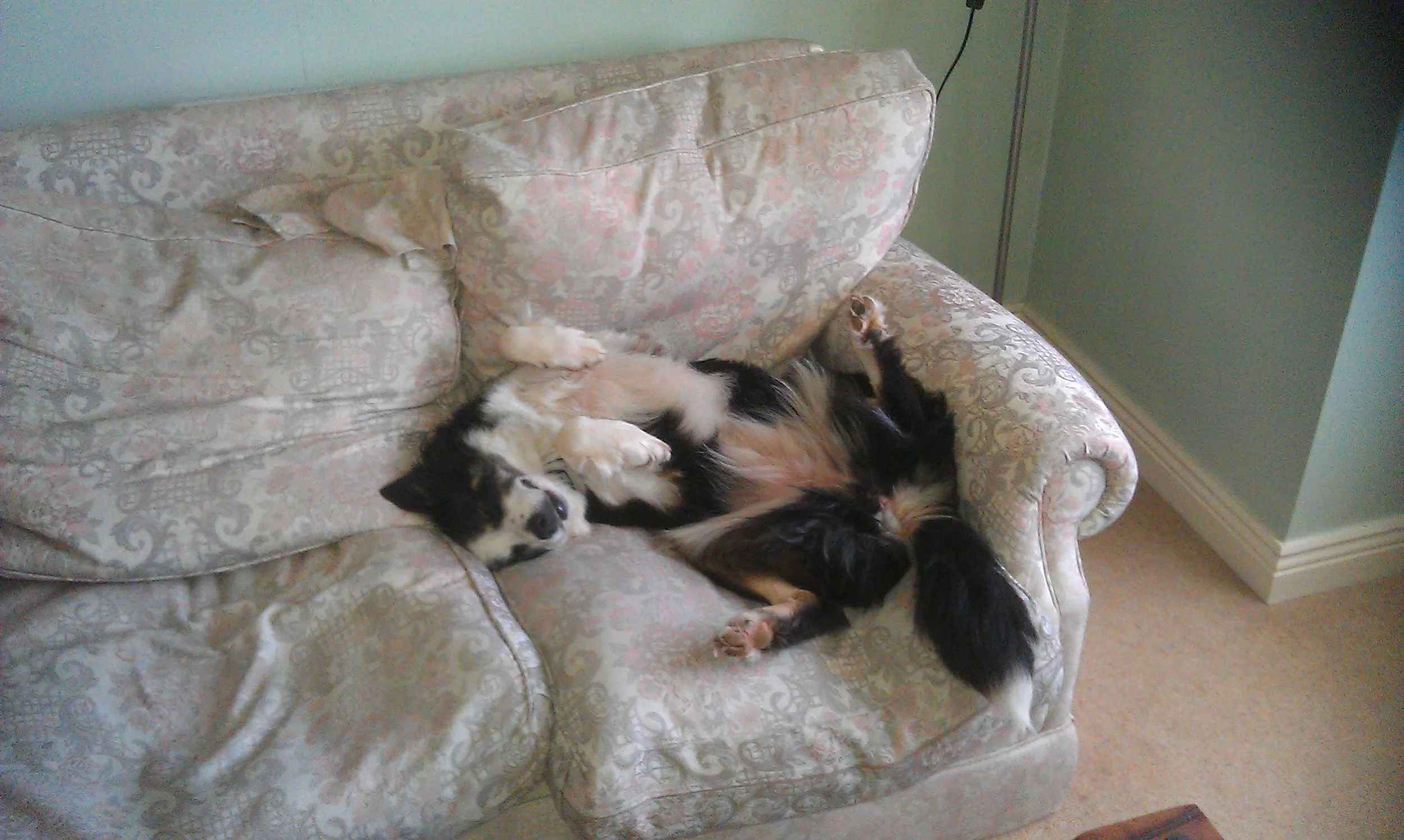 A typical Sam sleeping position