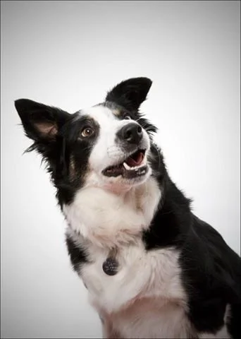 Is that a tennis ball over there?