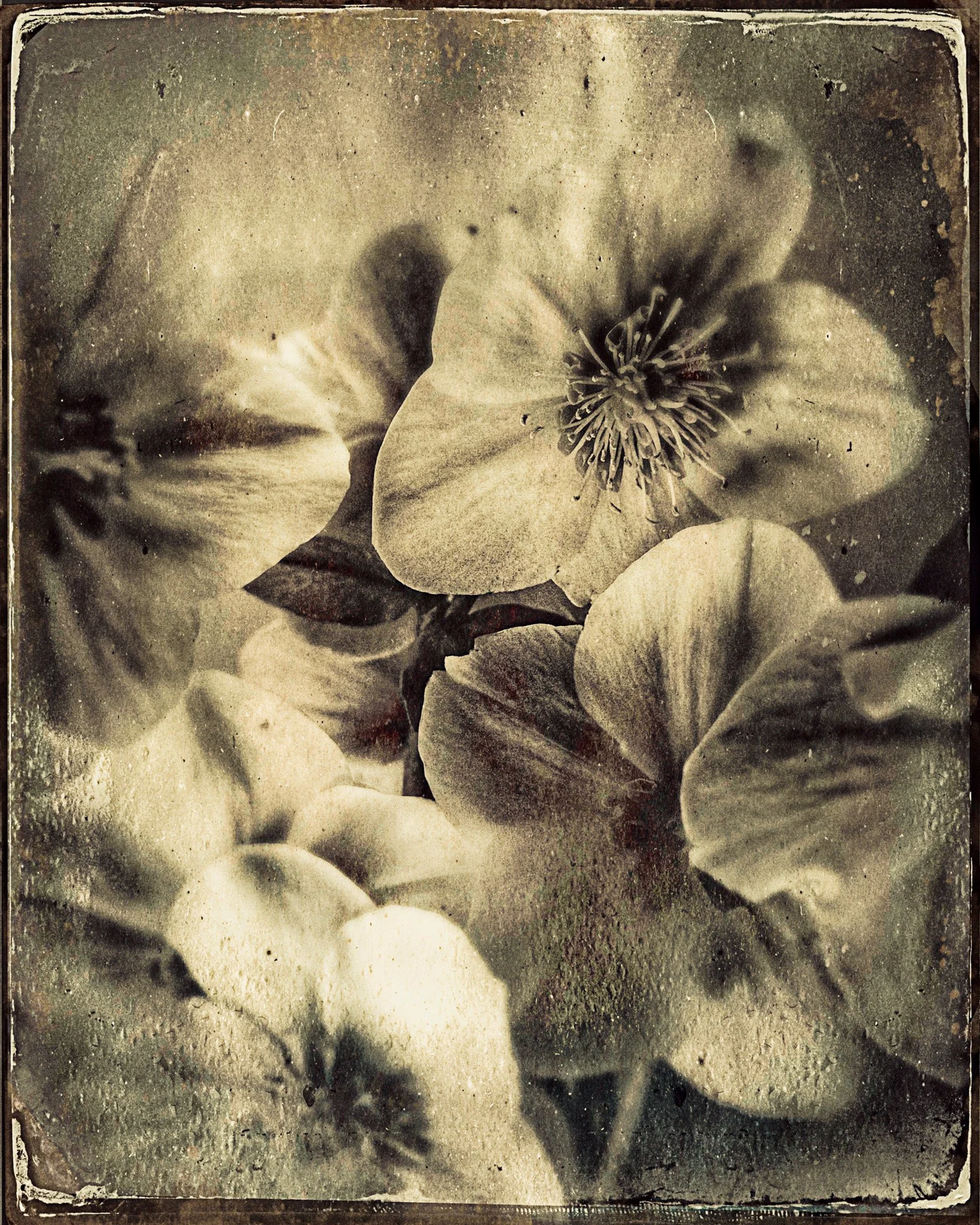 TinType-763608199.049163-Edit-Edit.jpg