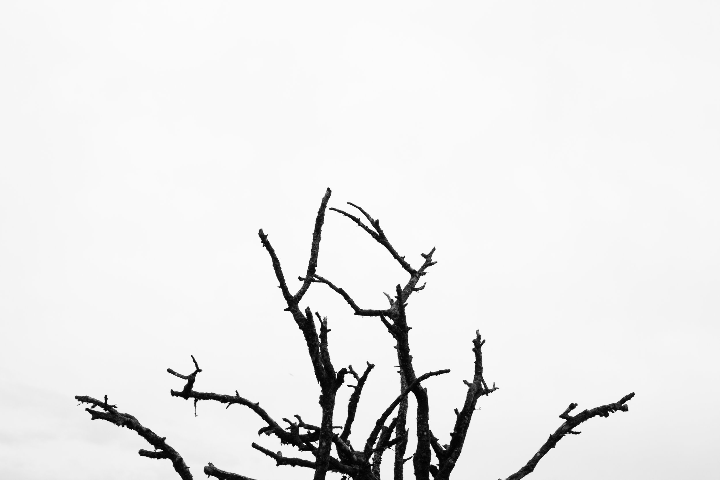6x4 branches.jpg