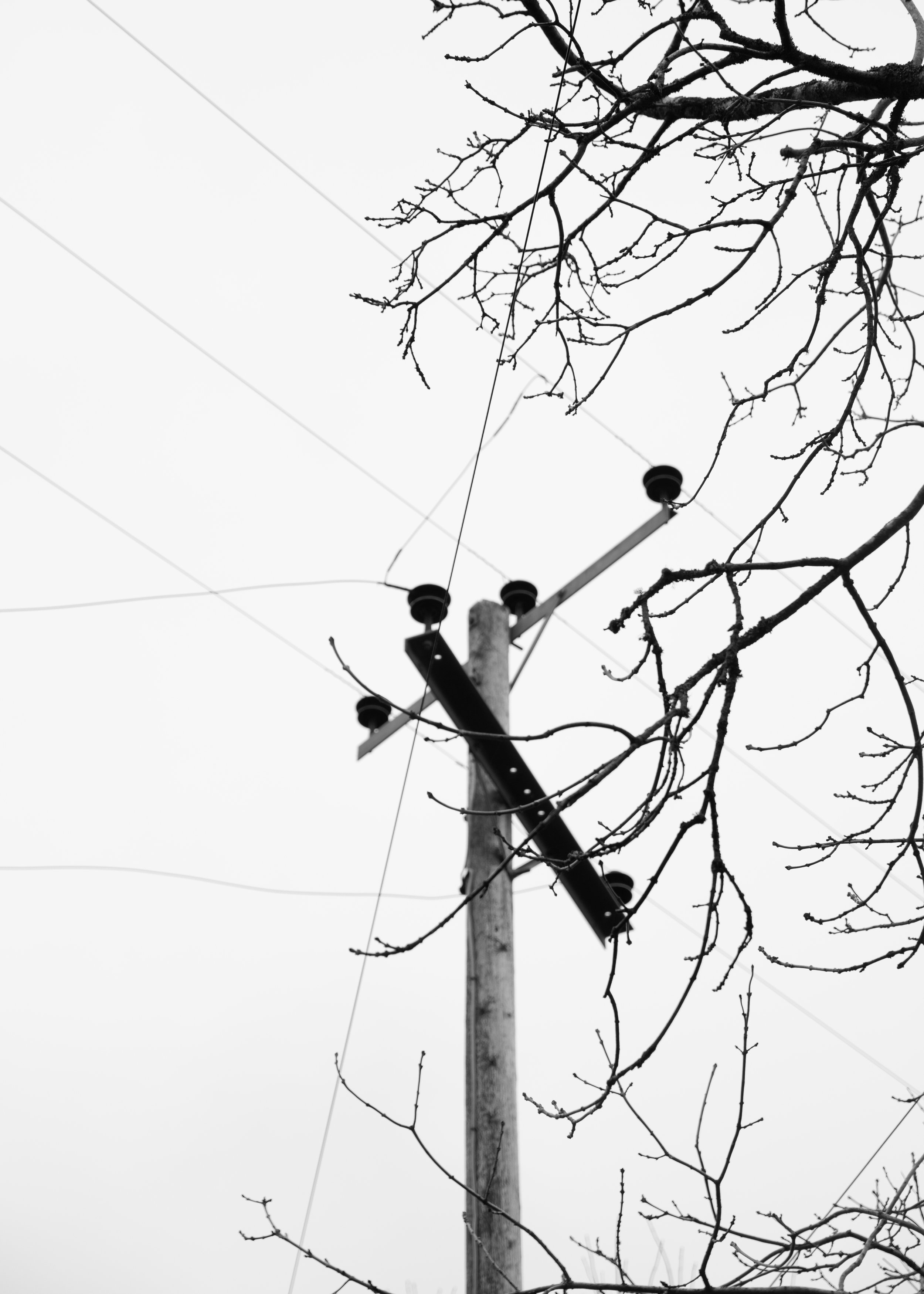 5x7 powerline and tree.jpg