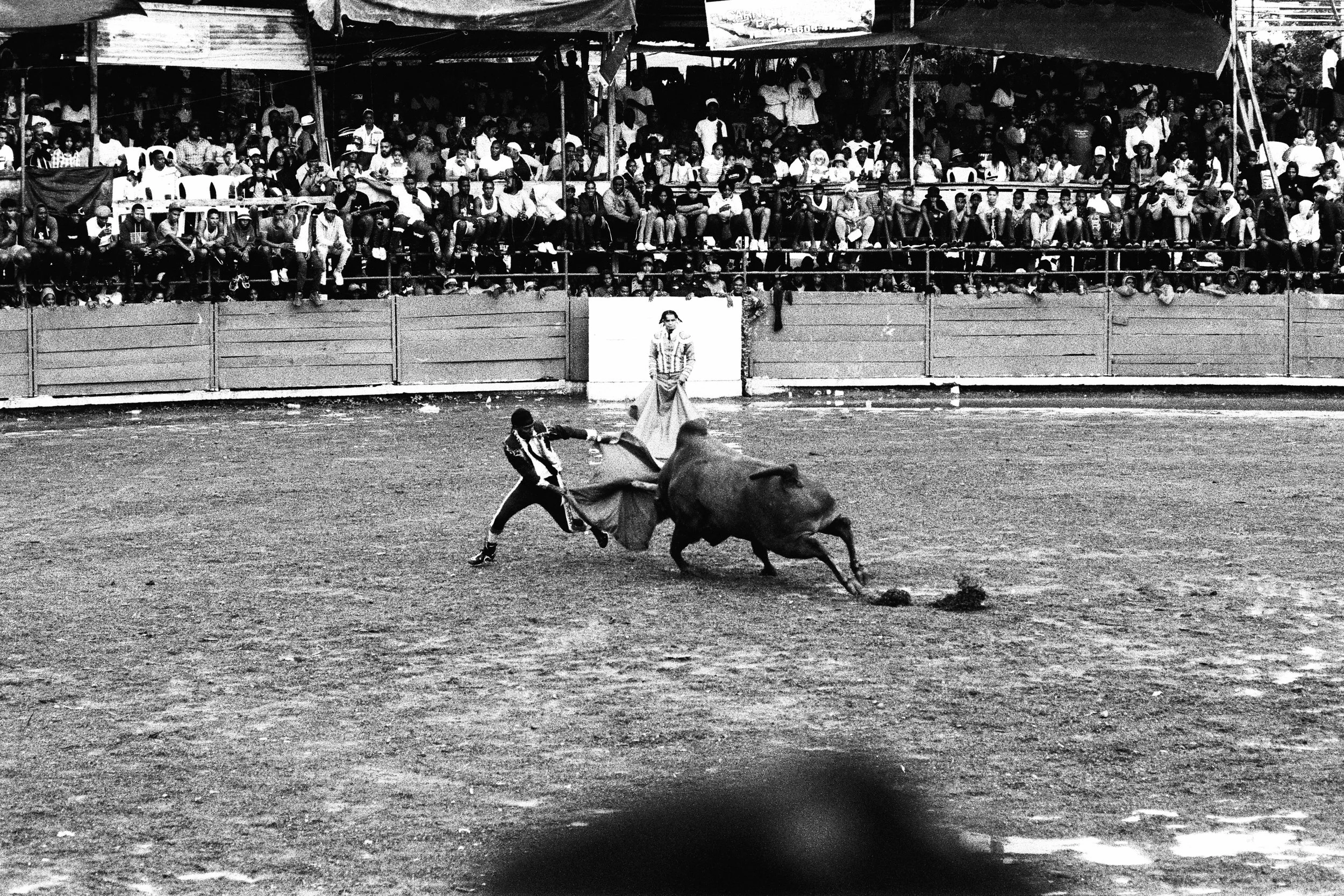 Corrida de toros, el seibo