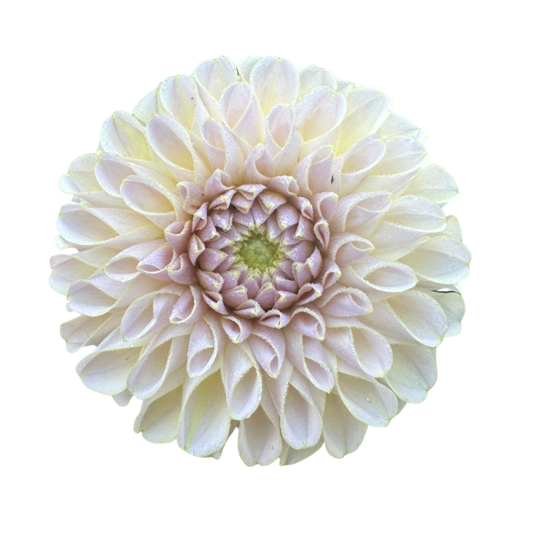 spinning flower in bloom