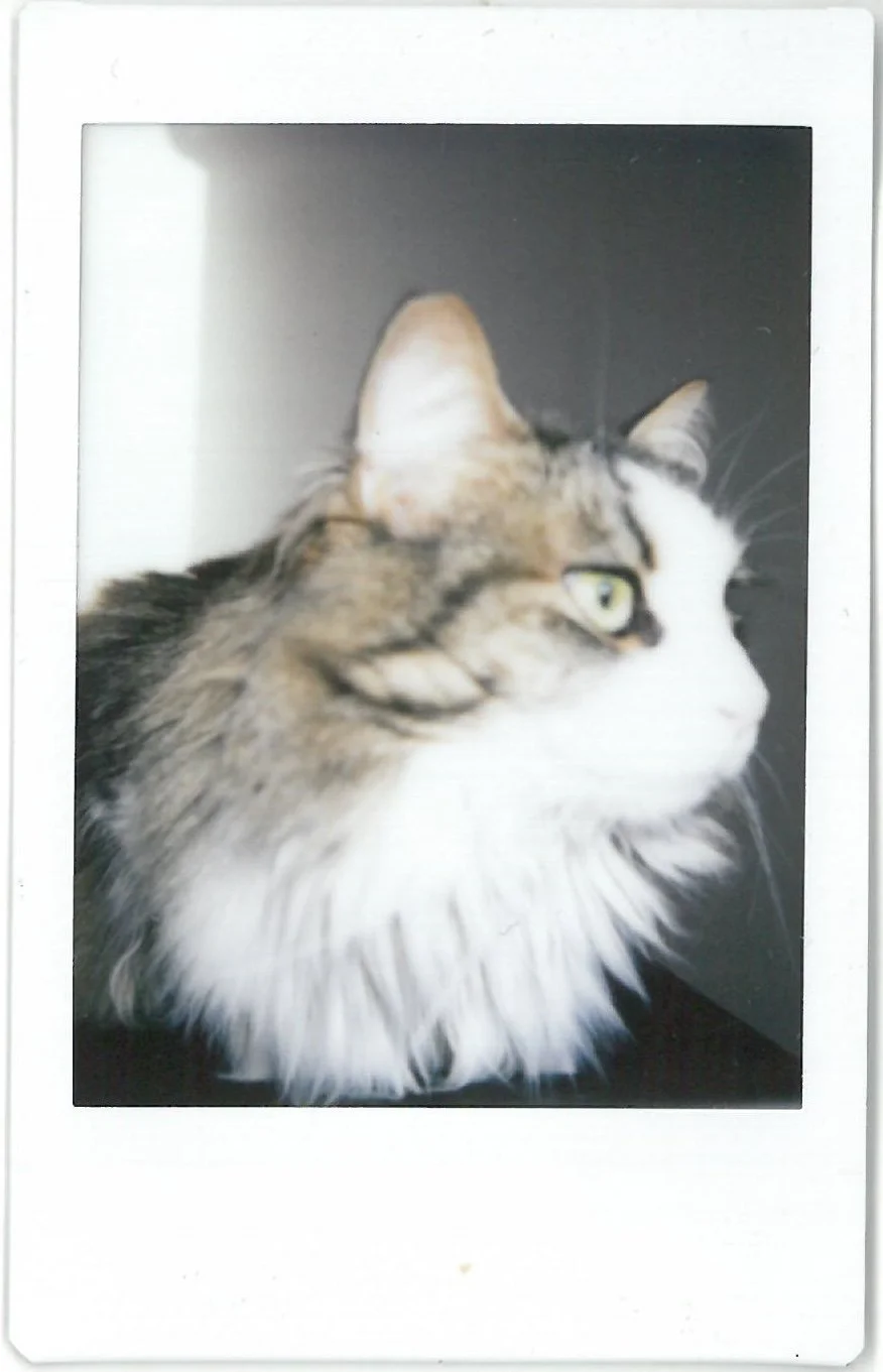 Close-up of a long-haired tabby and white cat looking to the right.