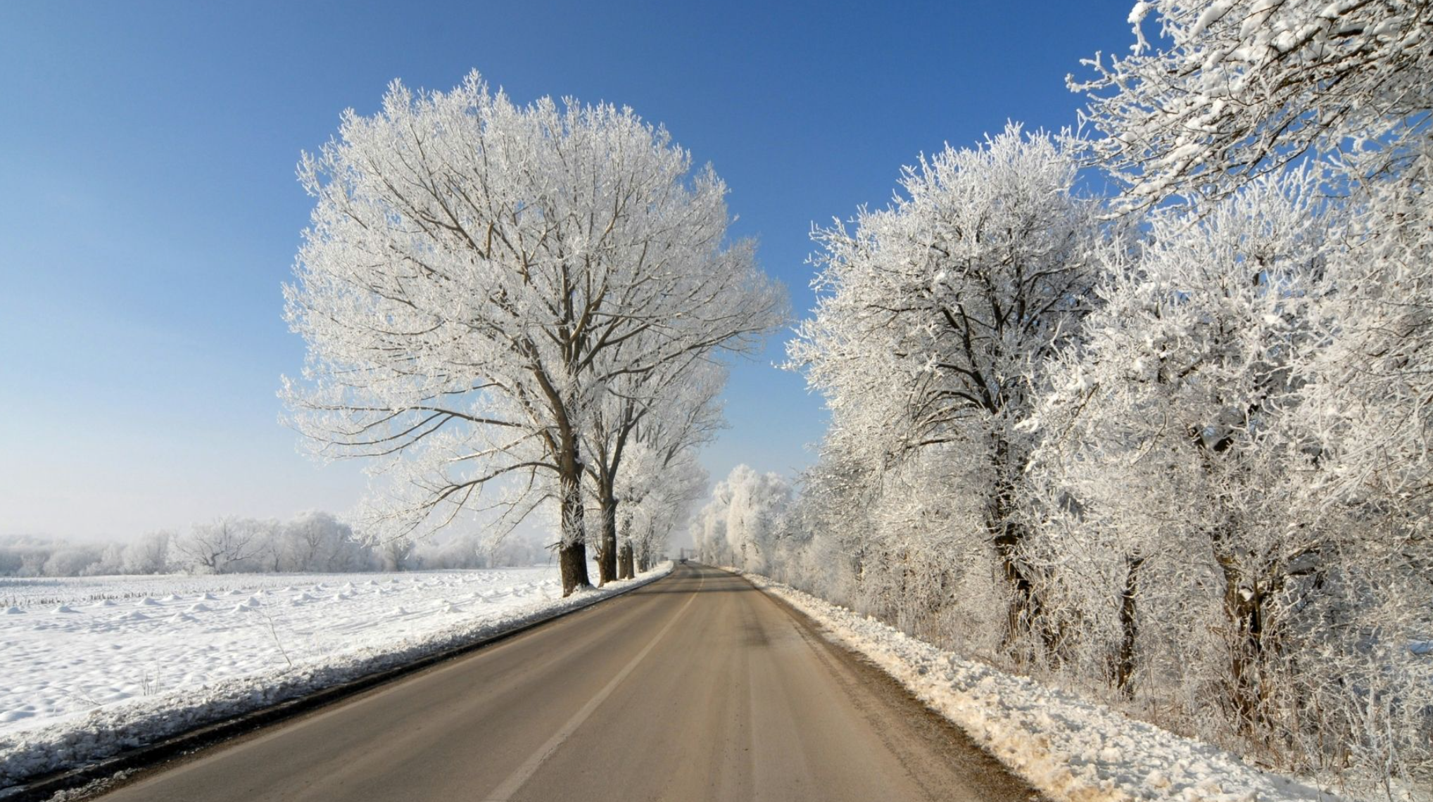 A snowy landscape with a narrow road lined by snow-covered trees on both sides under a clear blue sky.