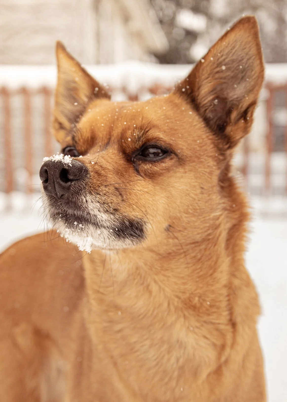 chicago-pet-dog-photographer-1.jpg