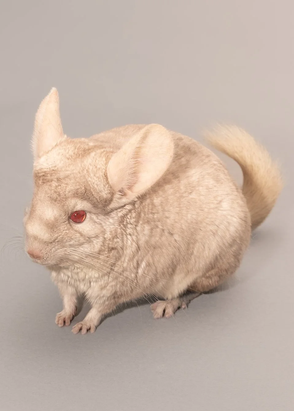 A light-colored chinchilla with red eyes sitting on a neutral surface.