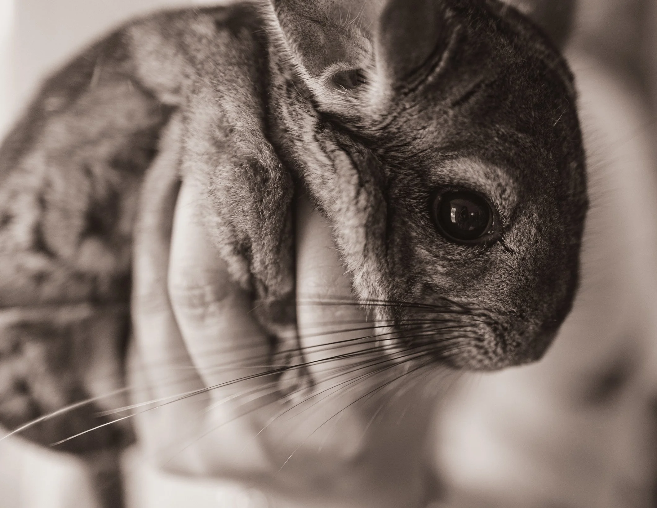 chicago-chinchilla-pet-photography-1.jpg