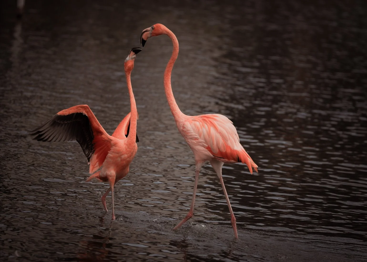 chicago-flamingo-pet-photography-1.jpg