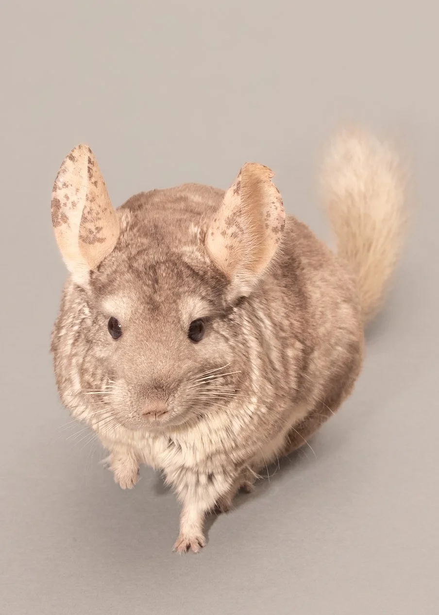 studio-chinchilla-pet-portrait-chicago-4.jpg