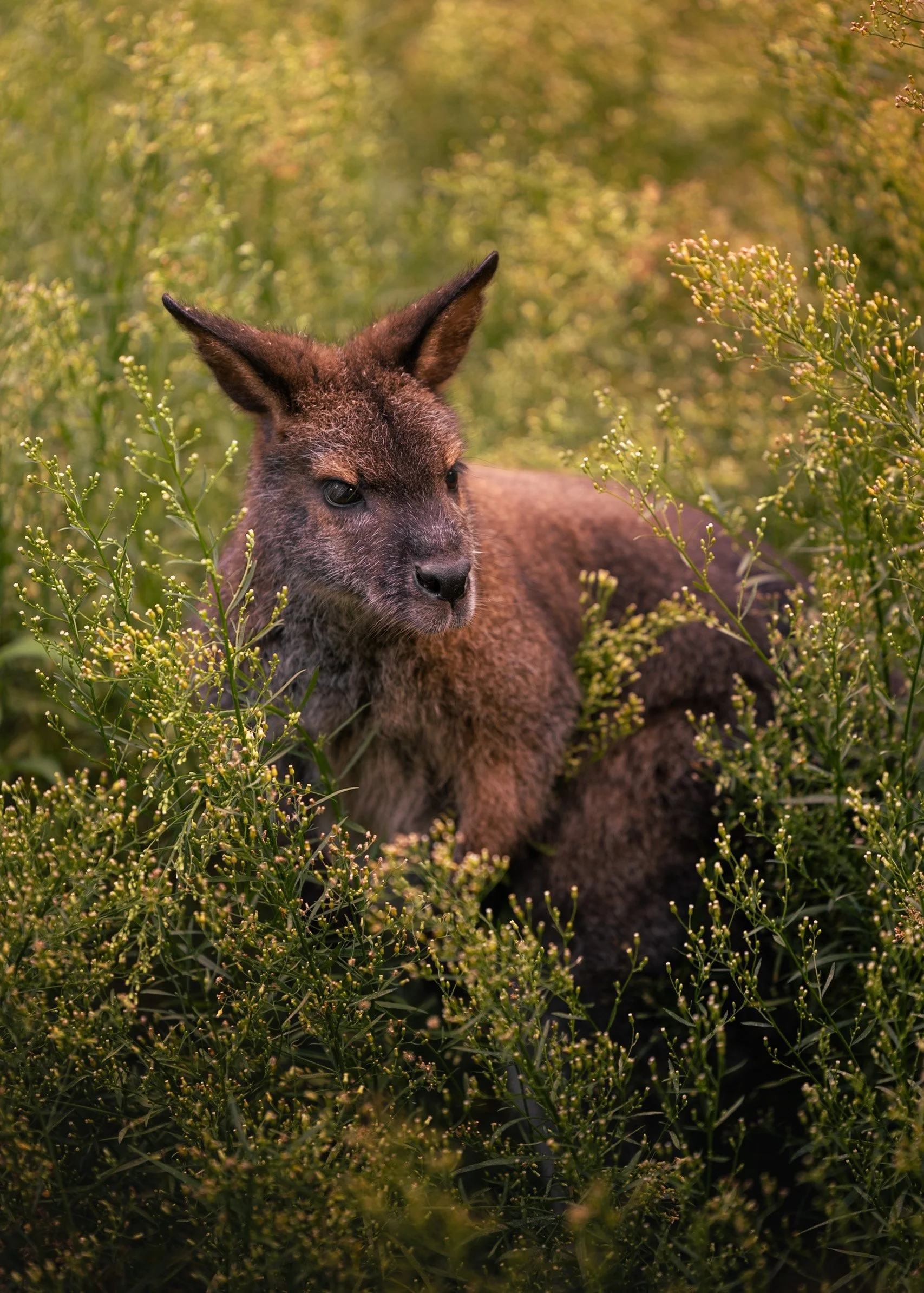 Young kangaroo in a lush green field surrounded by plants.