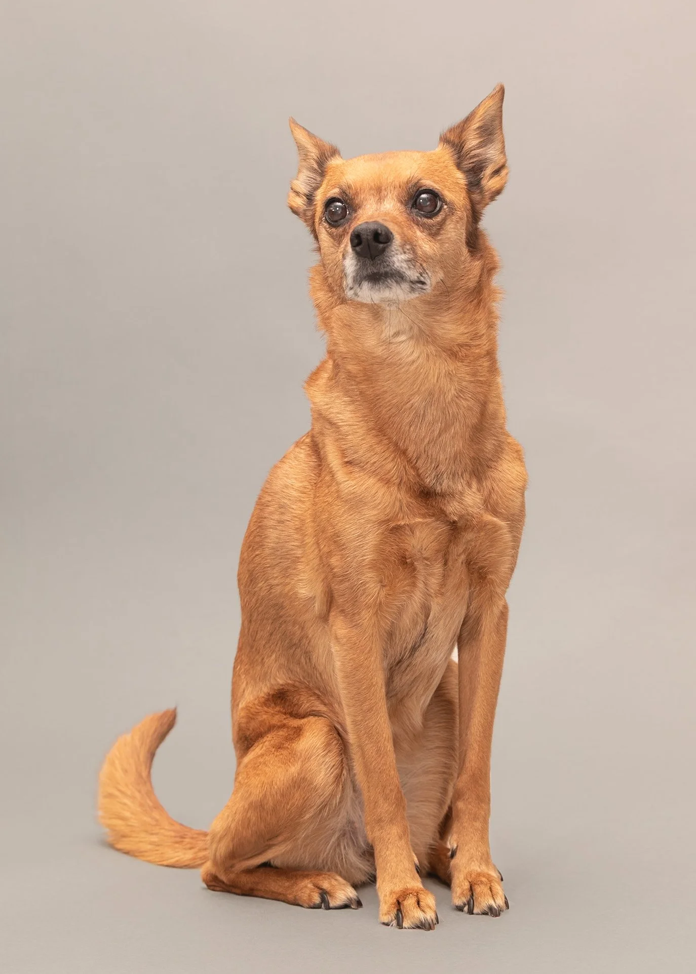 A small brown dog with erect ears and dark eyes sitting on a plain gray background.