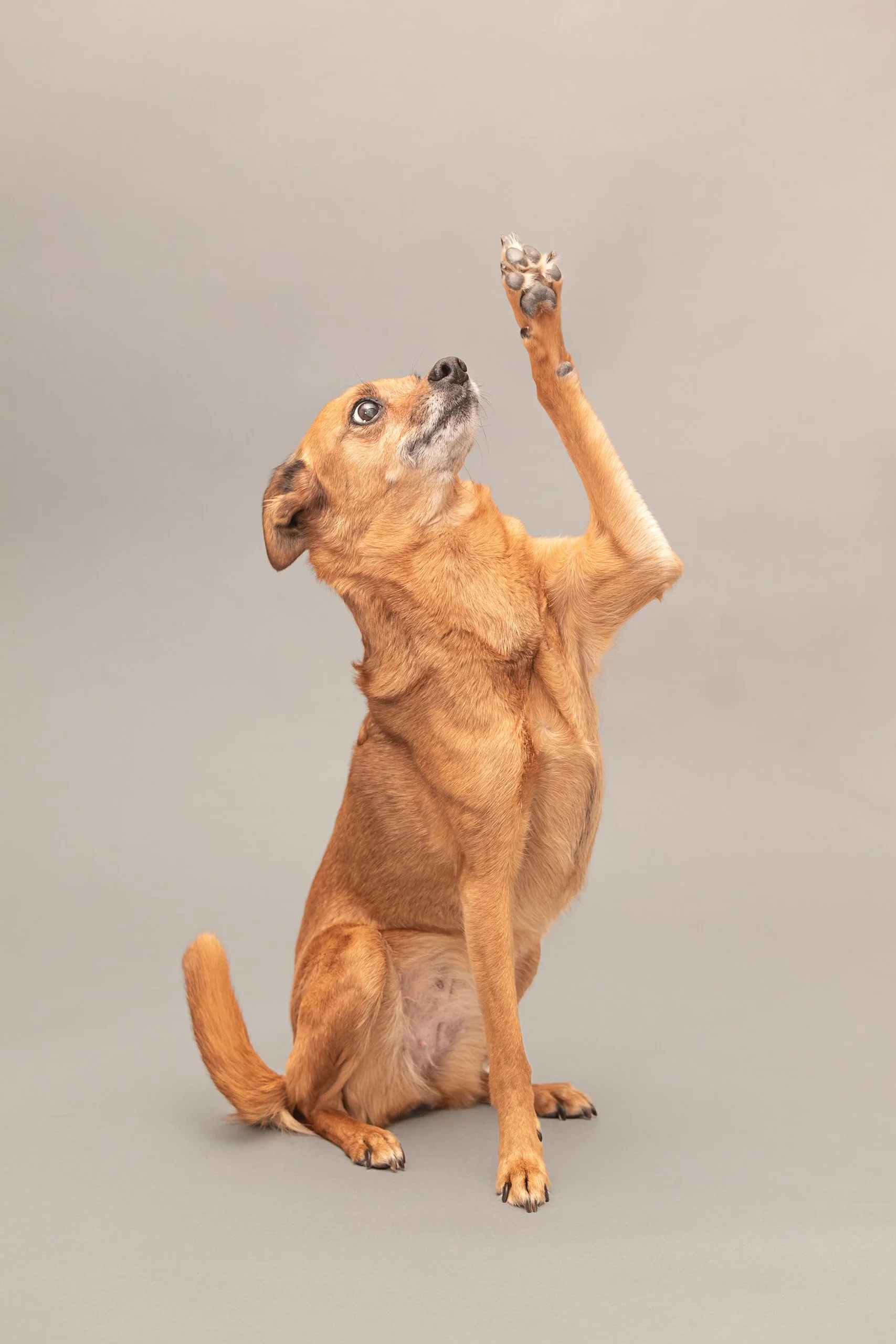 studio-dog-portrait-skokie-1.jpg