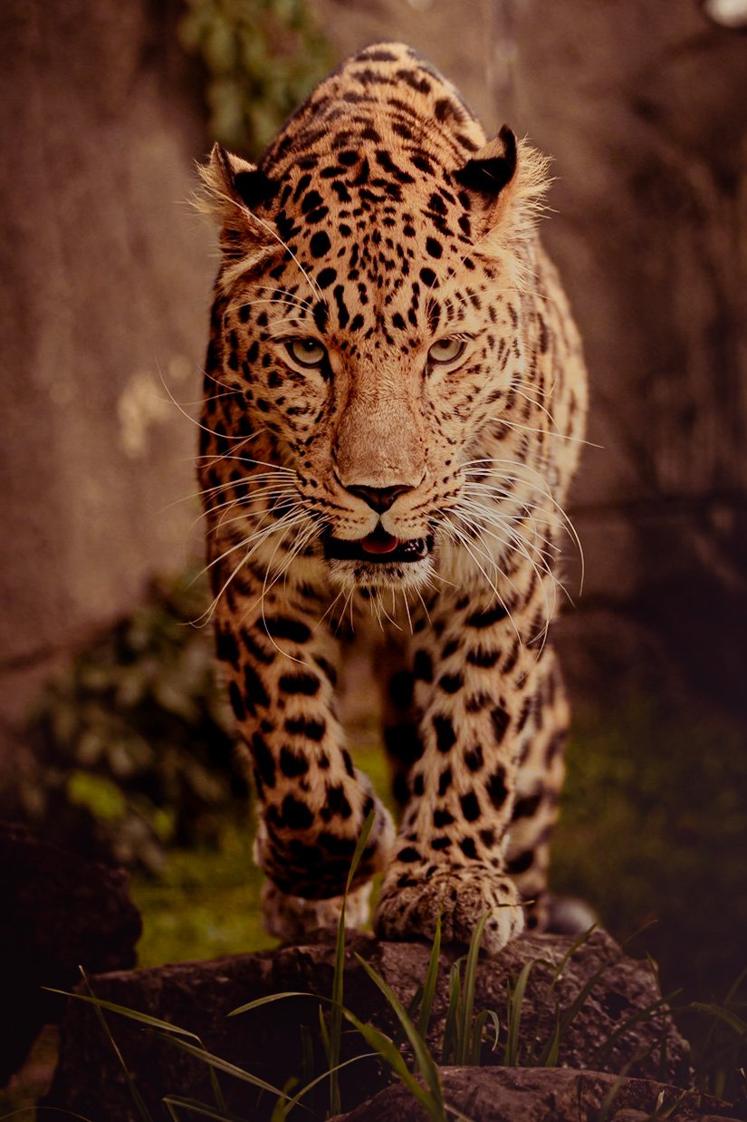 pet-photography-leopard-chicago.jpg