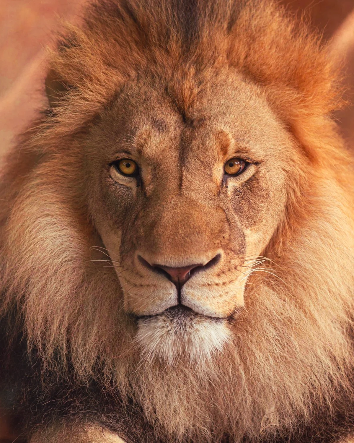 chicago-lion-pet-photography-1.jpg