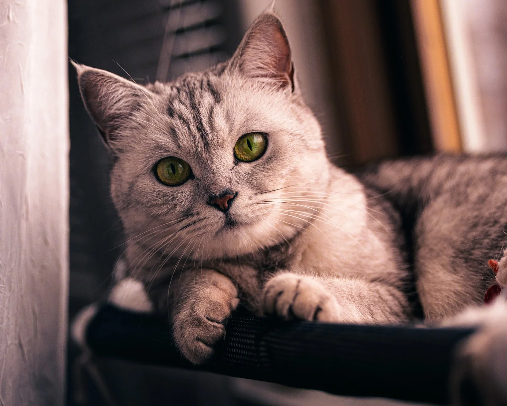 A close-up of a gray tabby cat with green eyes, resting on a black surface near a wall.