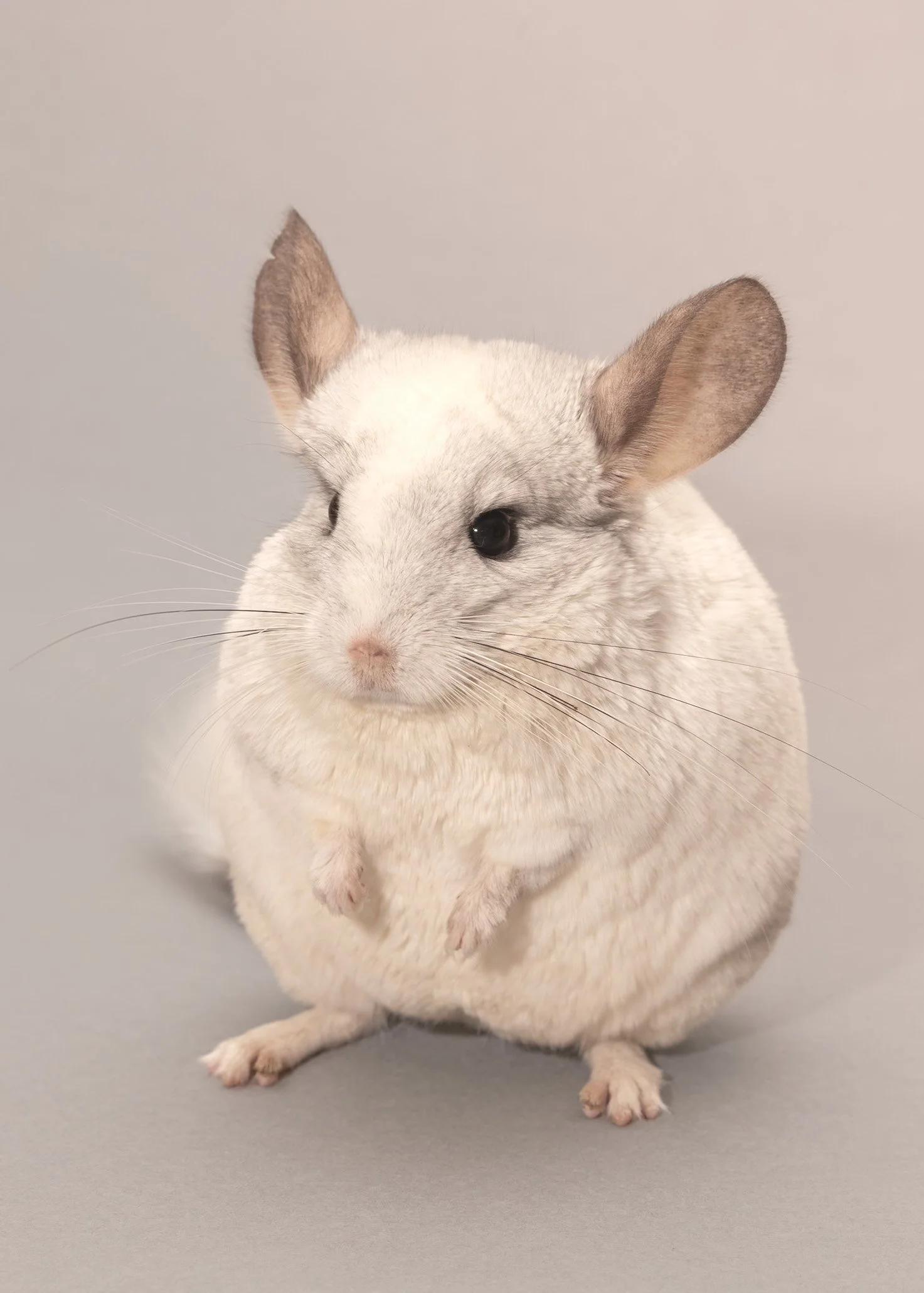 A chinchilla with a white and gray fur coat, large ears, and black eyes, sitting on a light gray surface against a plain gray background.