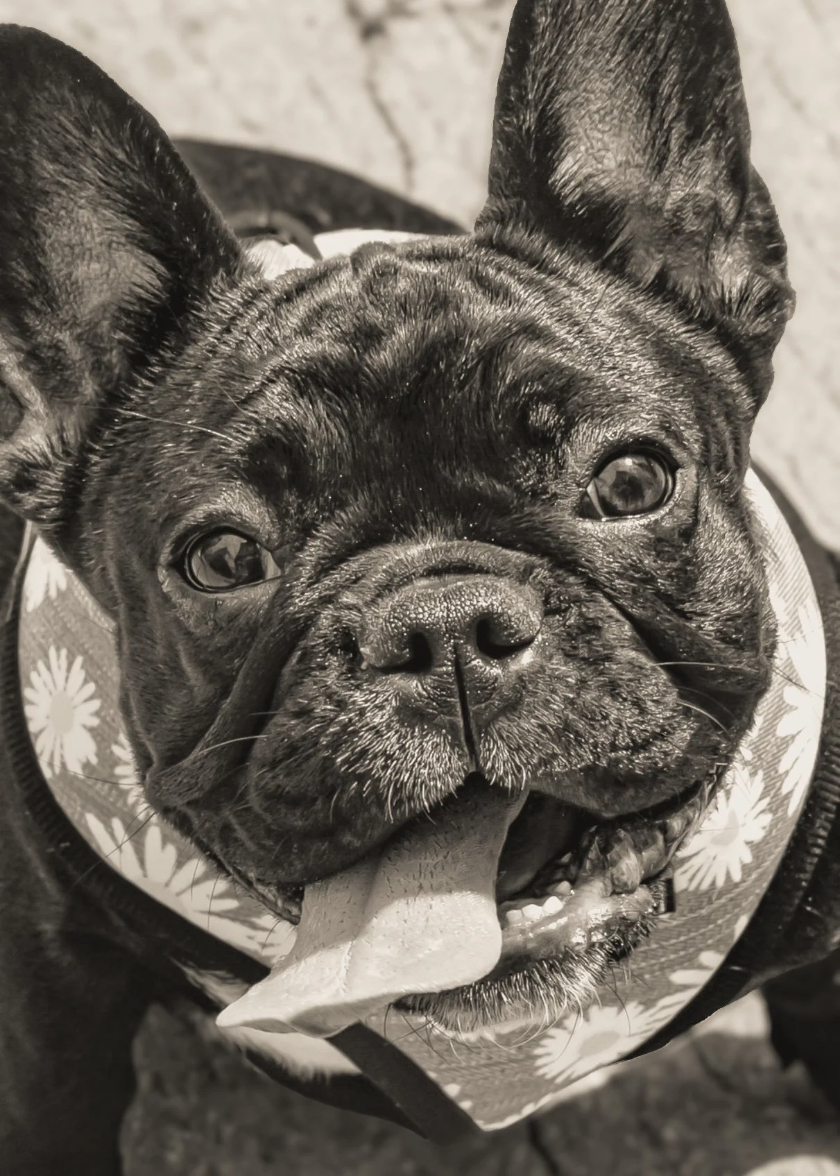 chicago-pet-dog-photographer-1-2.jpg