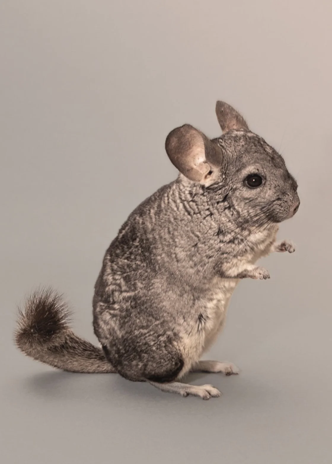 studio-chinchilla-pet-portrait-chicago-1-2.jpg