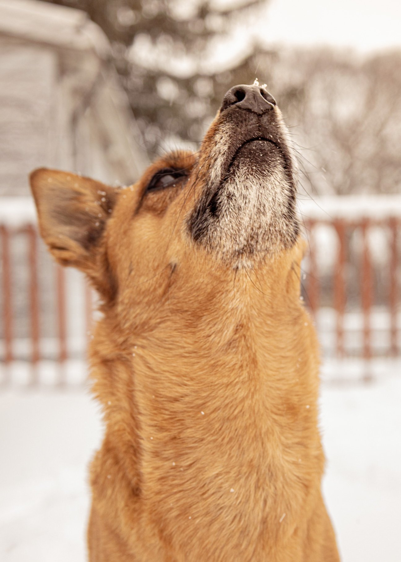 chicago-pet-dog-photographer-2.jpg