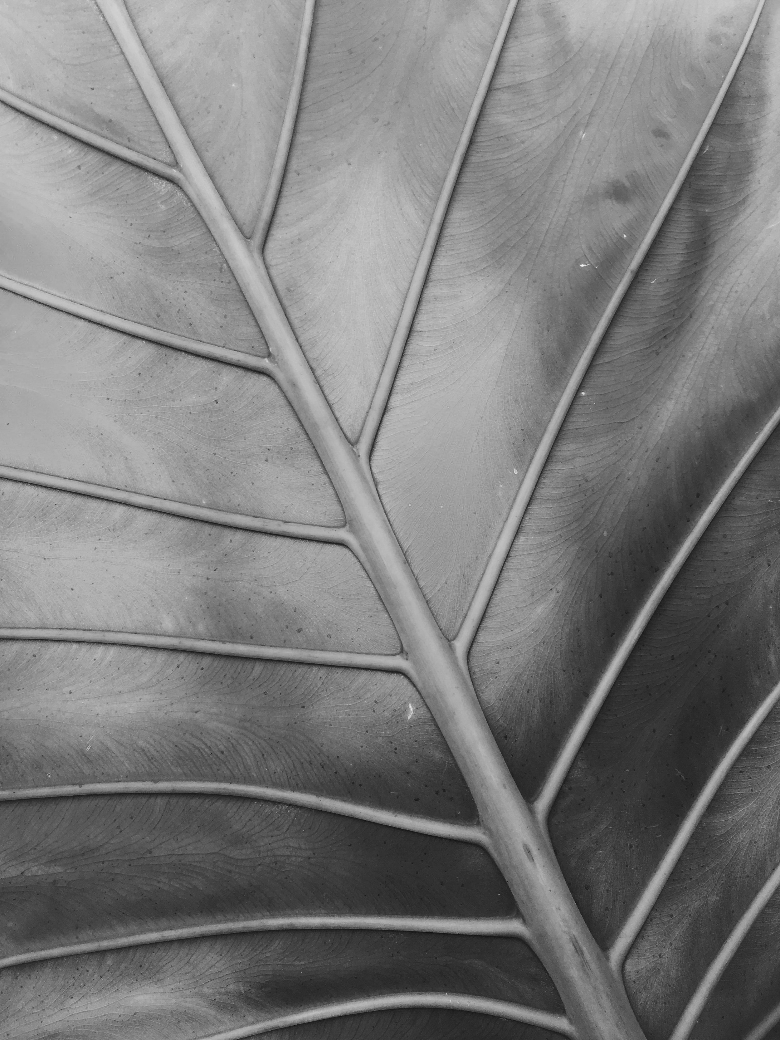 Close-up black and white photo of a leaf showing its veins and texture.