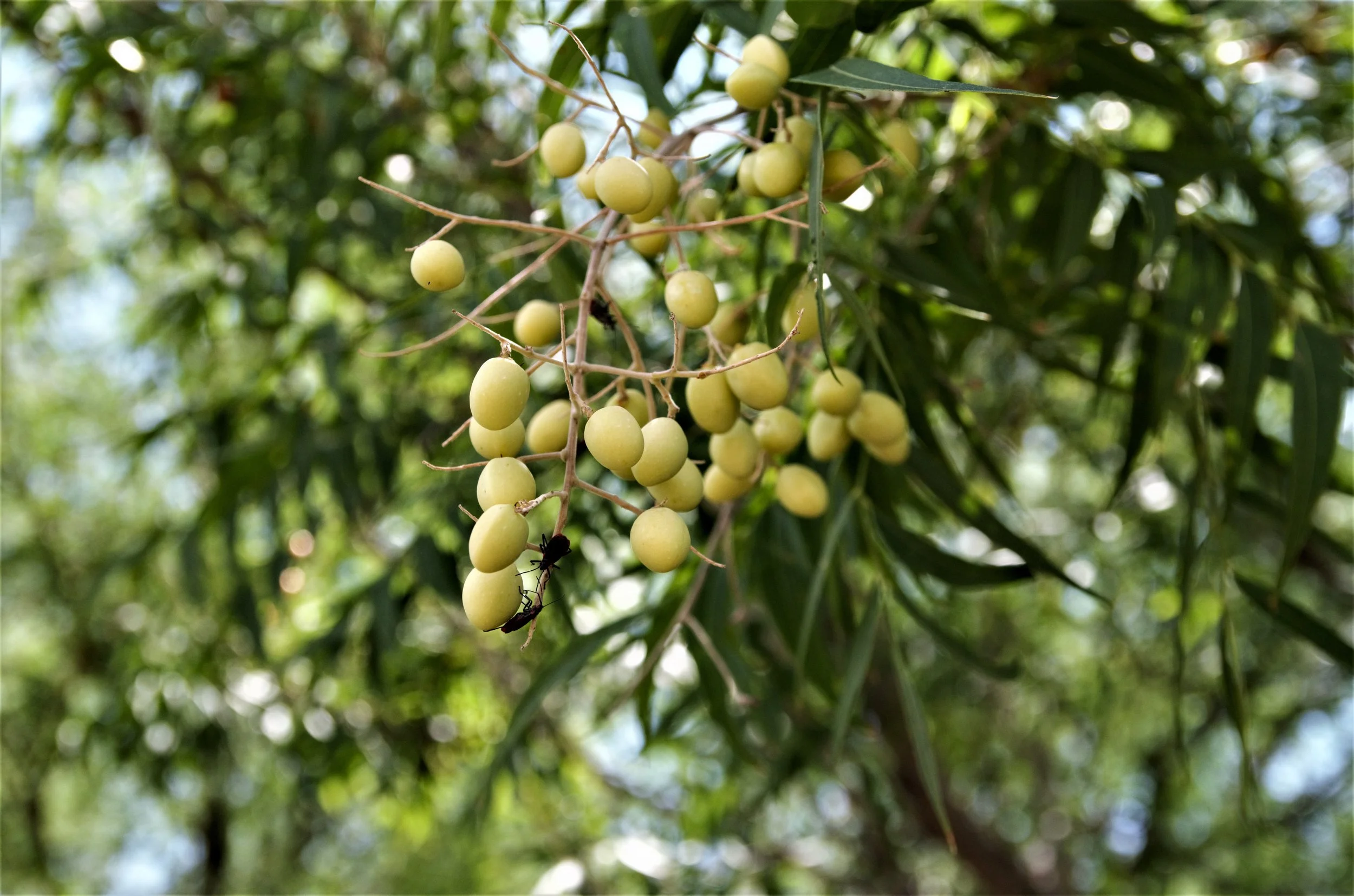 Cluster of small yellow berries hanging from a tree branch amidst green leaves.