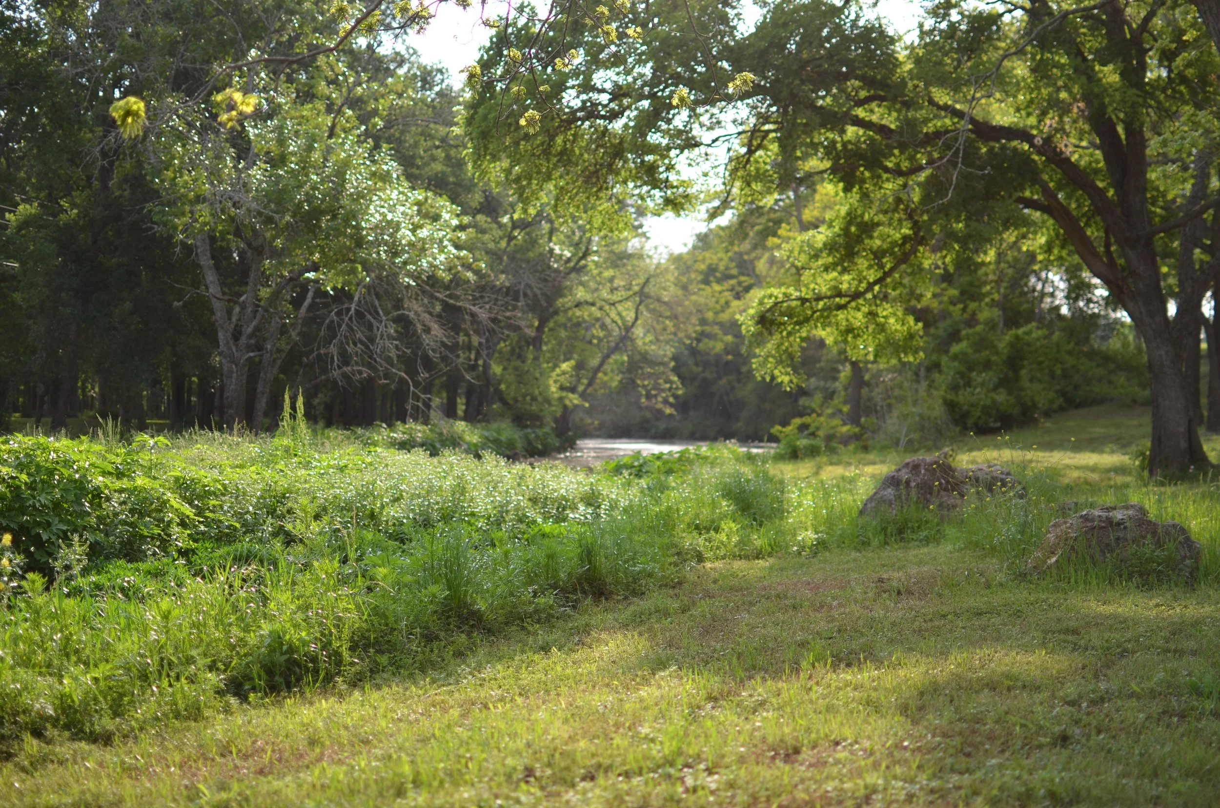 A lush green park with a small river or stream running through it, surrounded by tall trees with fresh green leaves, under bright sunlight.