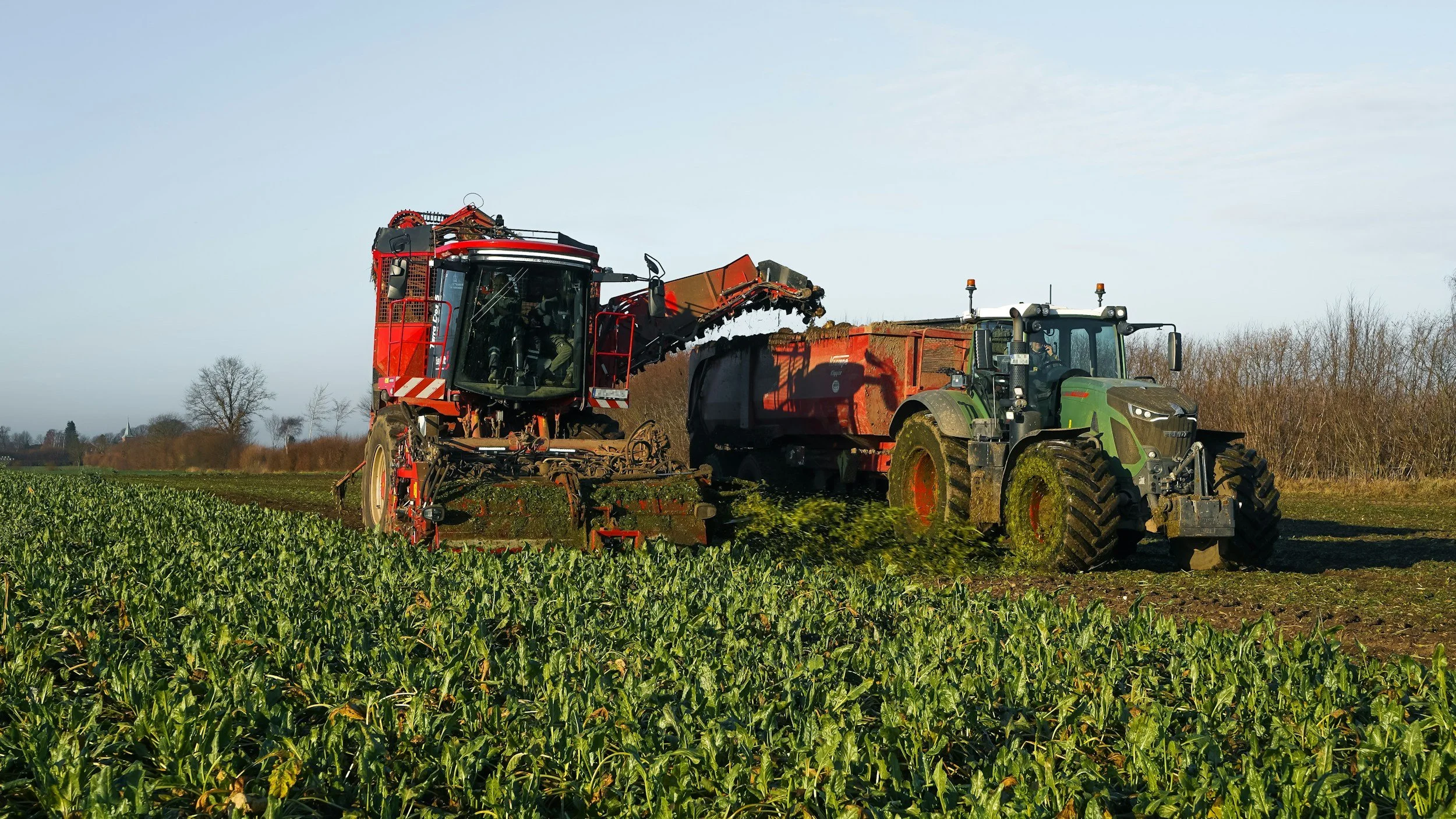 A large green and black tractor with mud on its tires pulling a red hay or forage wagon, harvesting a field of green leafy plants during the daytime.