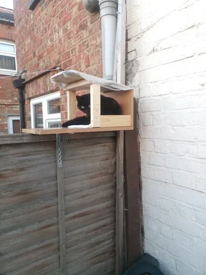 Gary+Pritchard+-+Cat+seat.webp