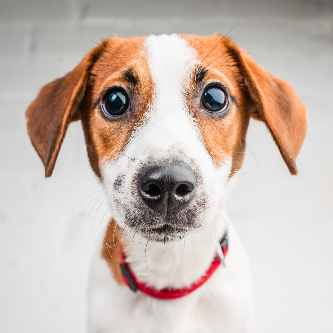 Close-up of a cute, curious dog with a white and brown face and a red collar, looking directly at the camera.