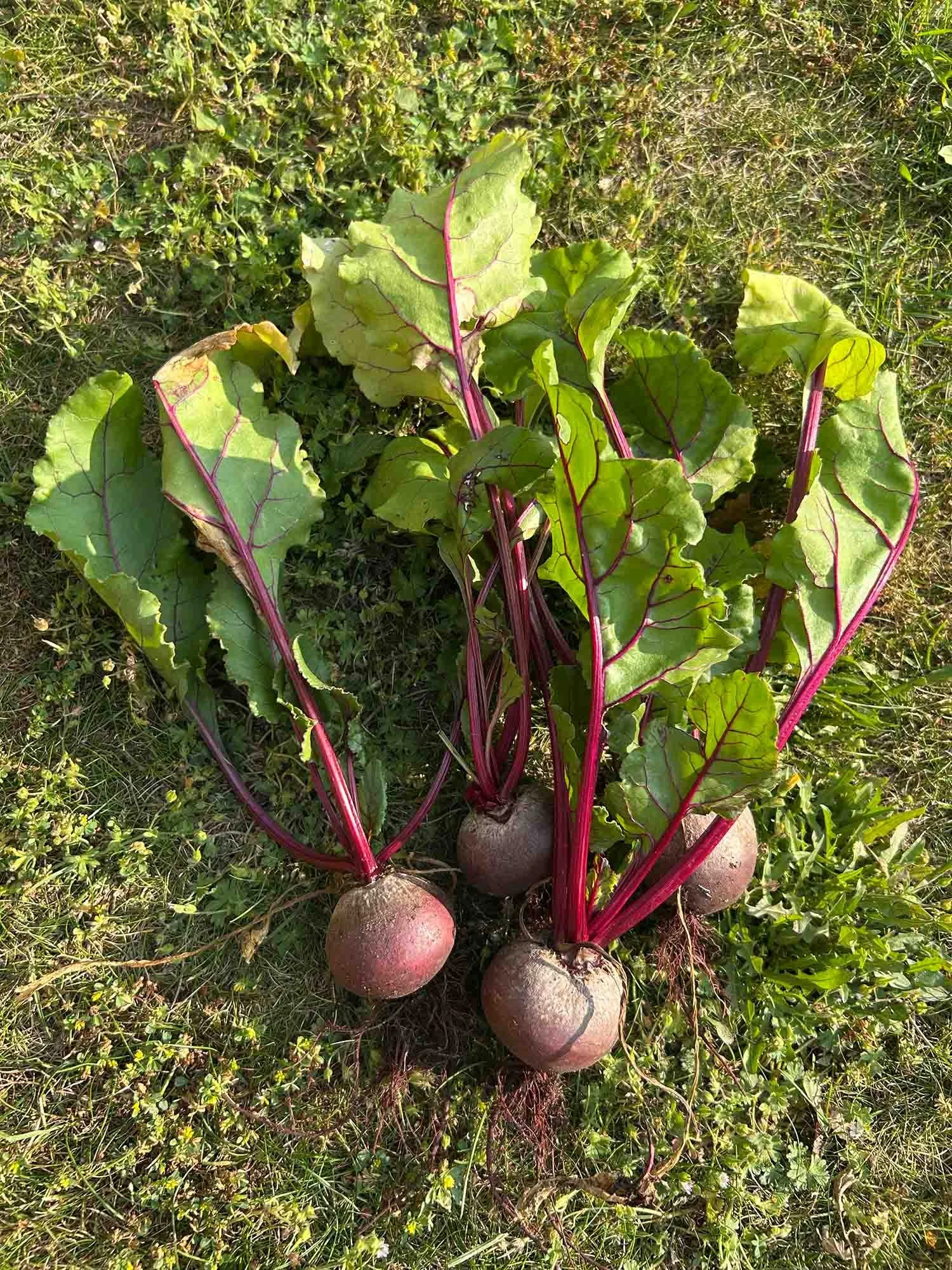 HarvestedBeetroot.jpg