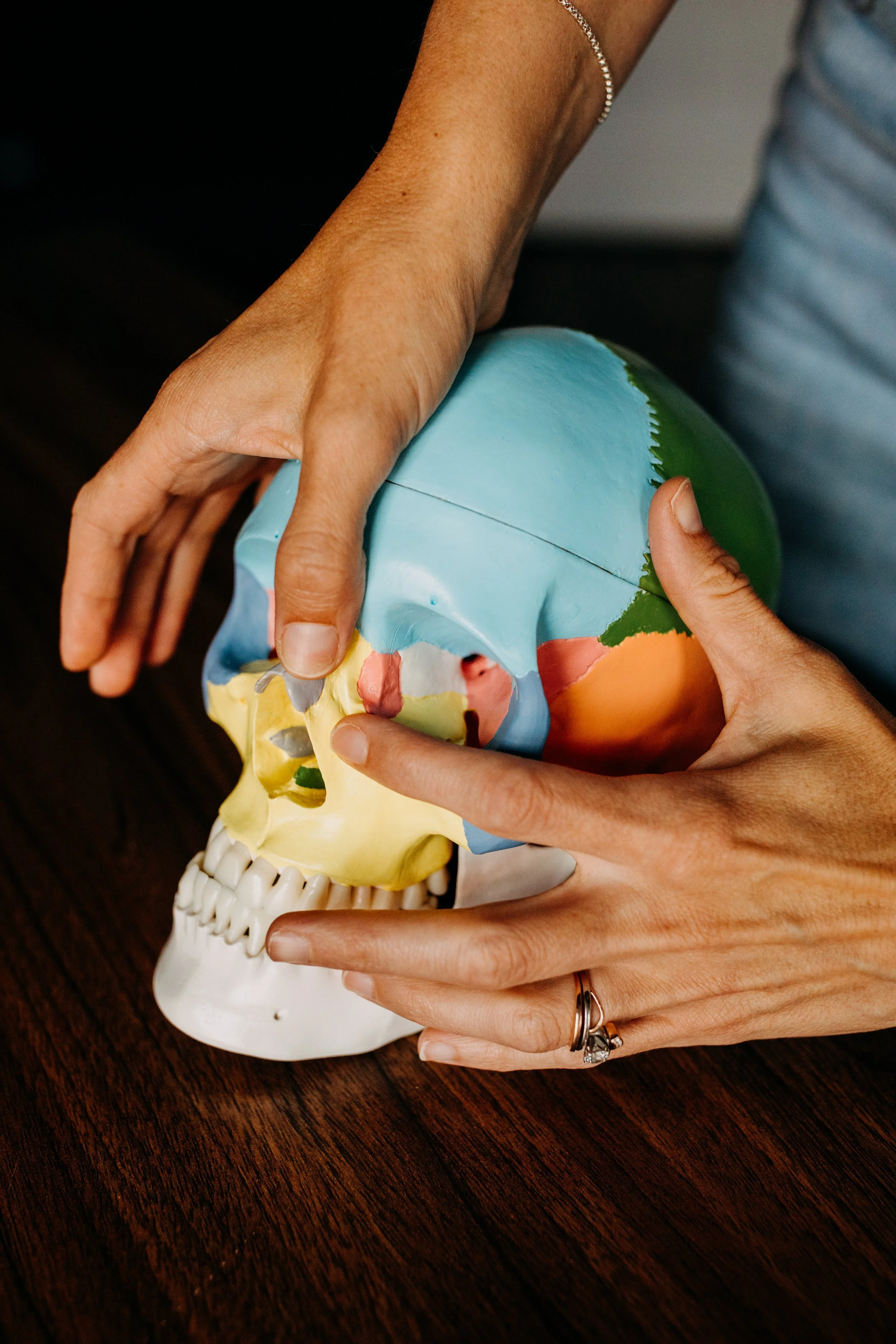 Person handling a colorful anatomical model of a human skull, showing skeletal structure and brain regions, on a wooden surface.