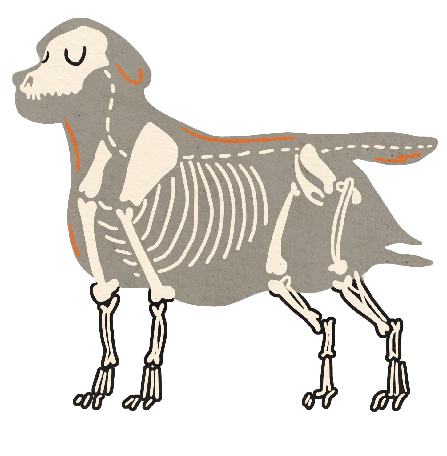 Labrador retriever skeleton-dog illustration with exposed bones