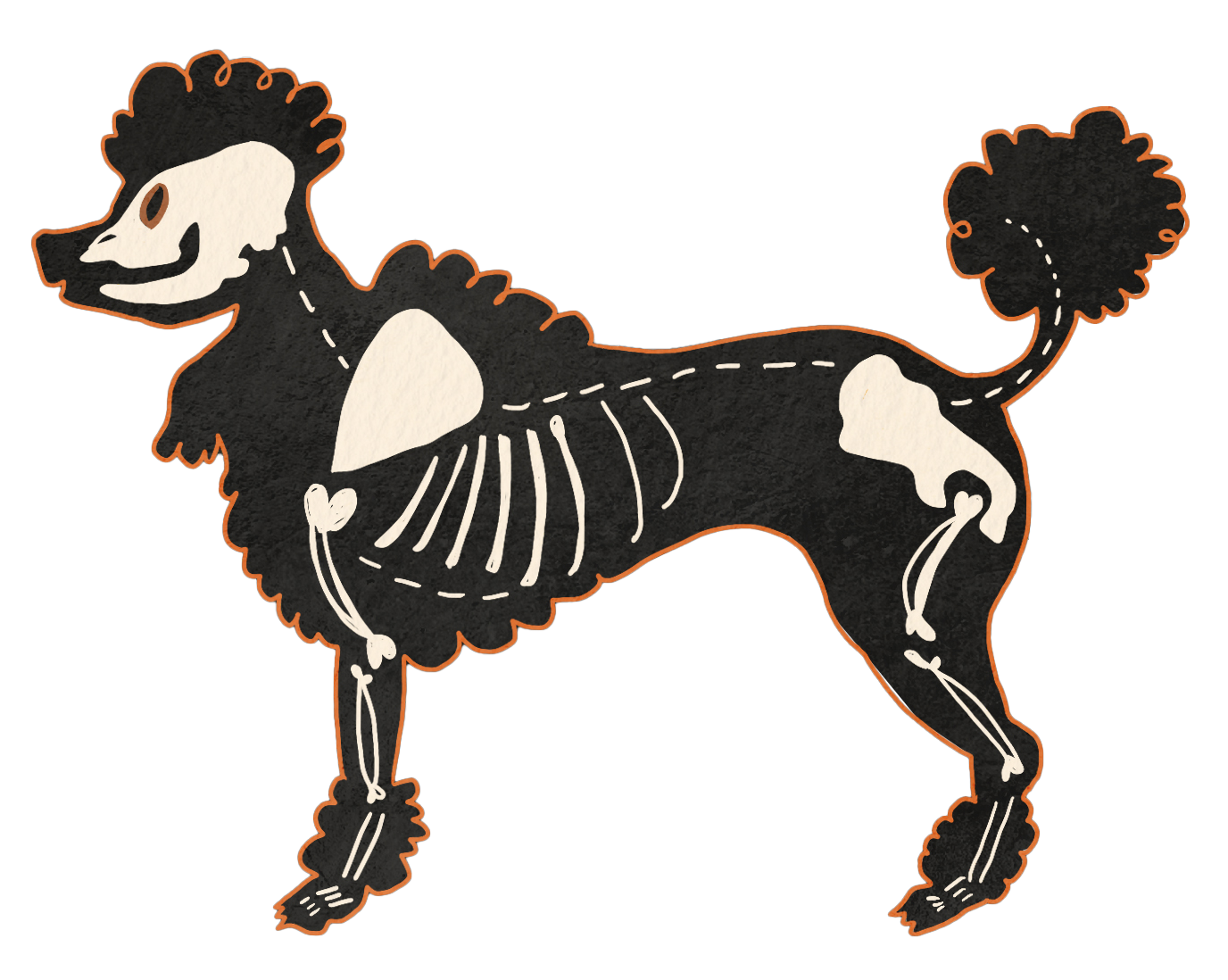 Poodle skeleton-dog illustration with exposed bones