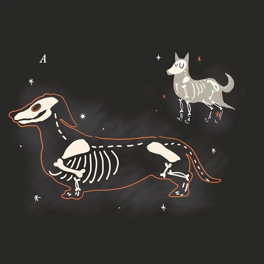 Orange-outlined skeleton dog and a smaller gray dog on a black, starry concept board