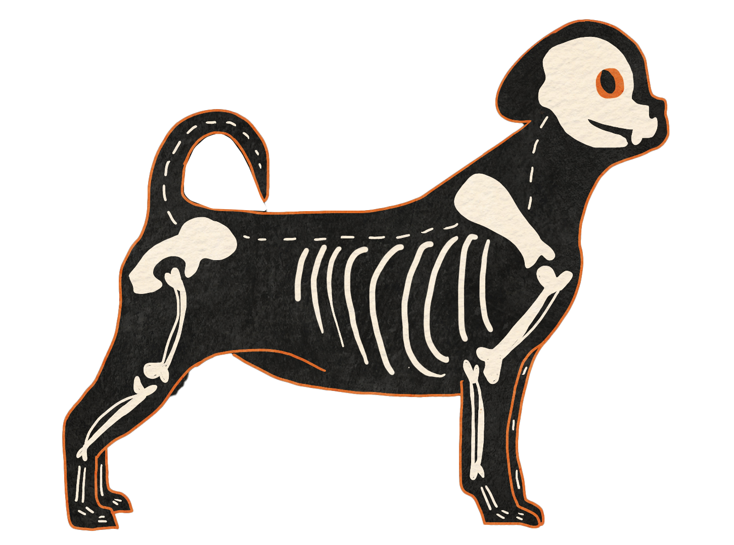 Pug skeleton-dog illustration with exposed bones