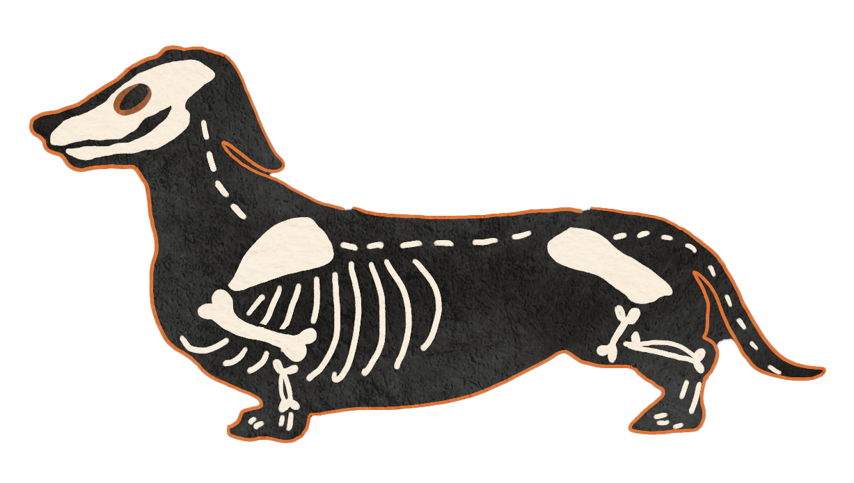 Dachshund skeleton-dog illustration with exposed bones