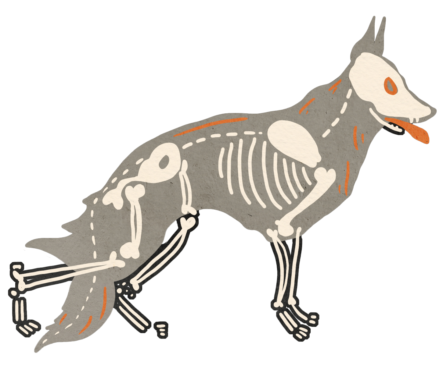 German shepherd skeleton-dog illustration with exposed bones