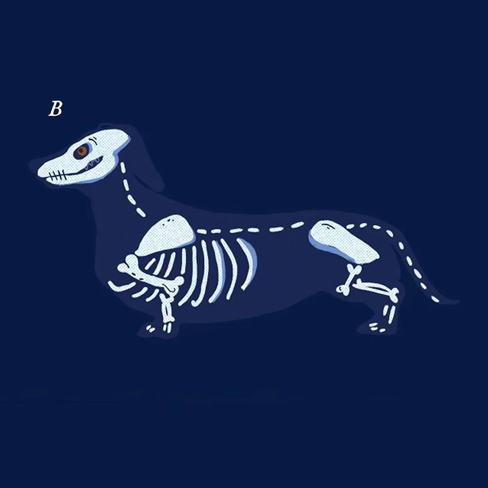 Blue skeleton dachshund on a deep navy x-ray concept board