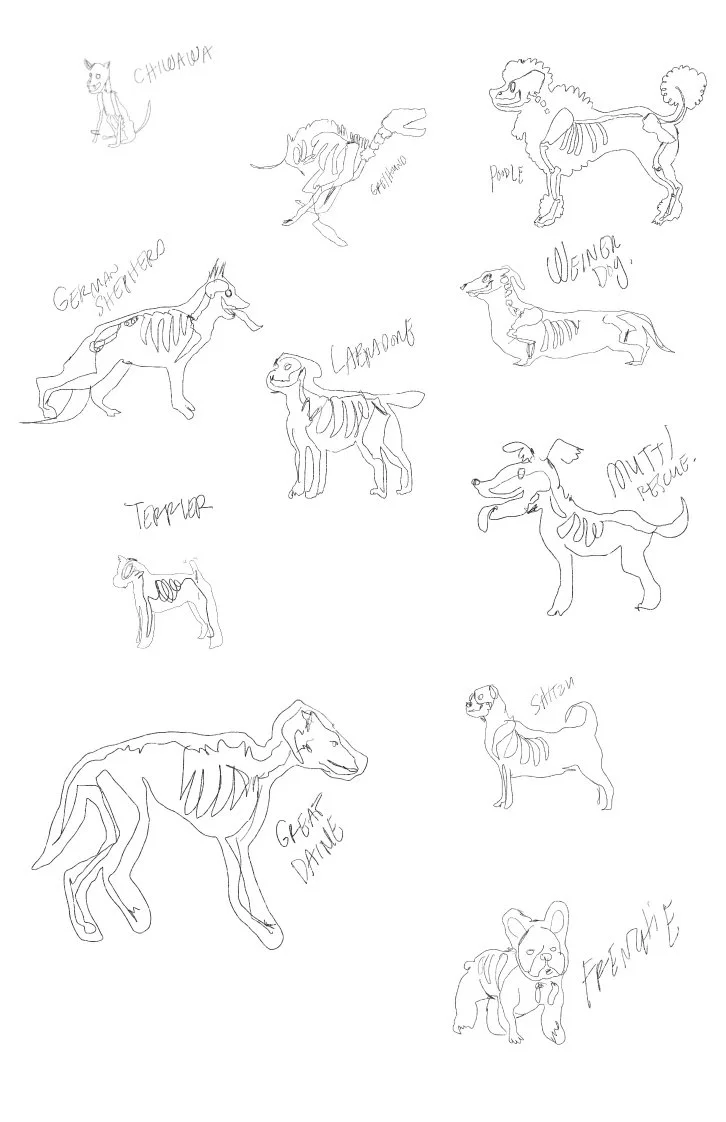 Pencil studies exploring different dog breeds and skeleton details for the character collection