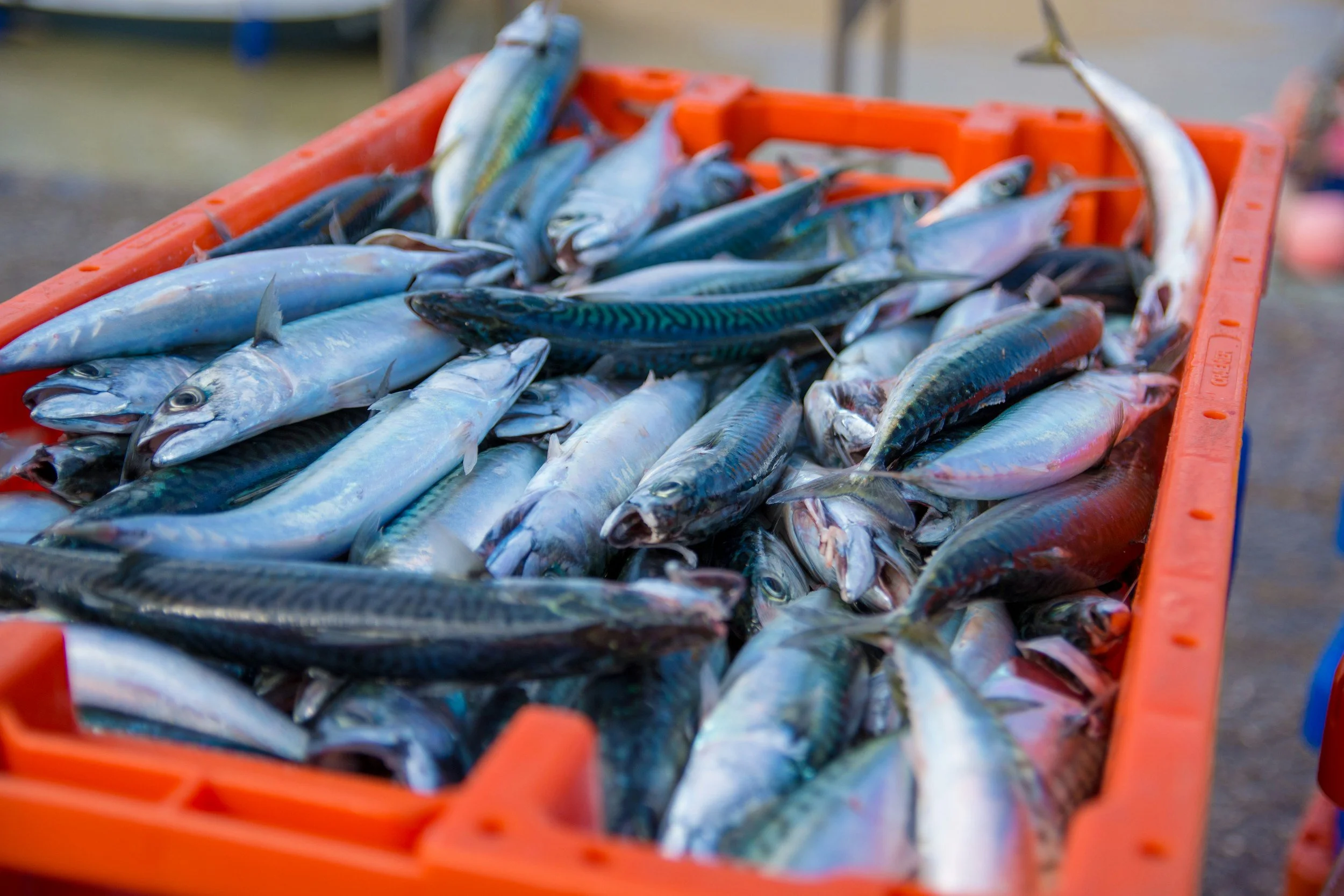 Verschiedene Makrelen in einem orangefarbenen Behälter bei einem Fischmarkt.