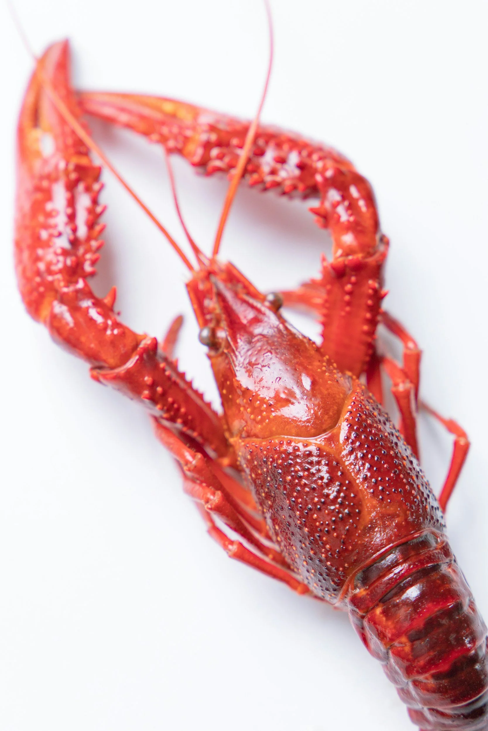 Gekochter Crayfish auf weißem Hintergrund