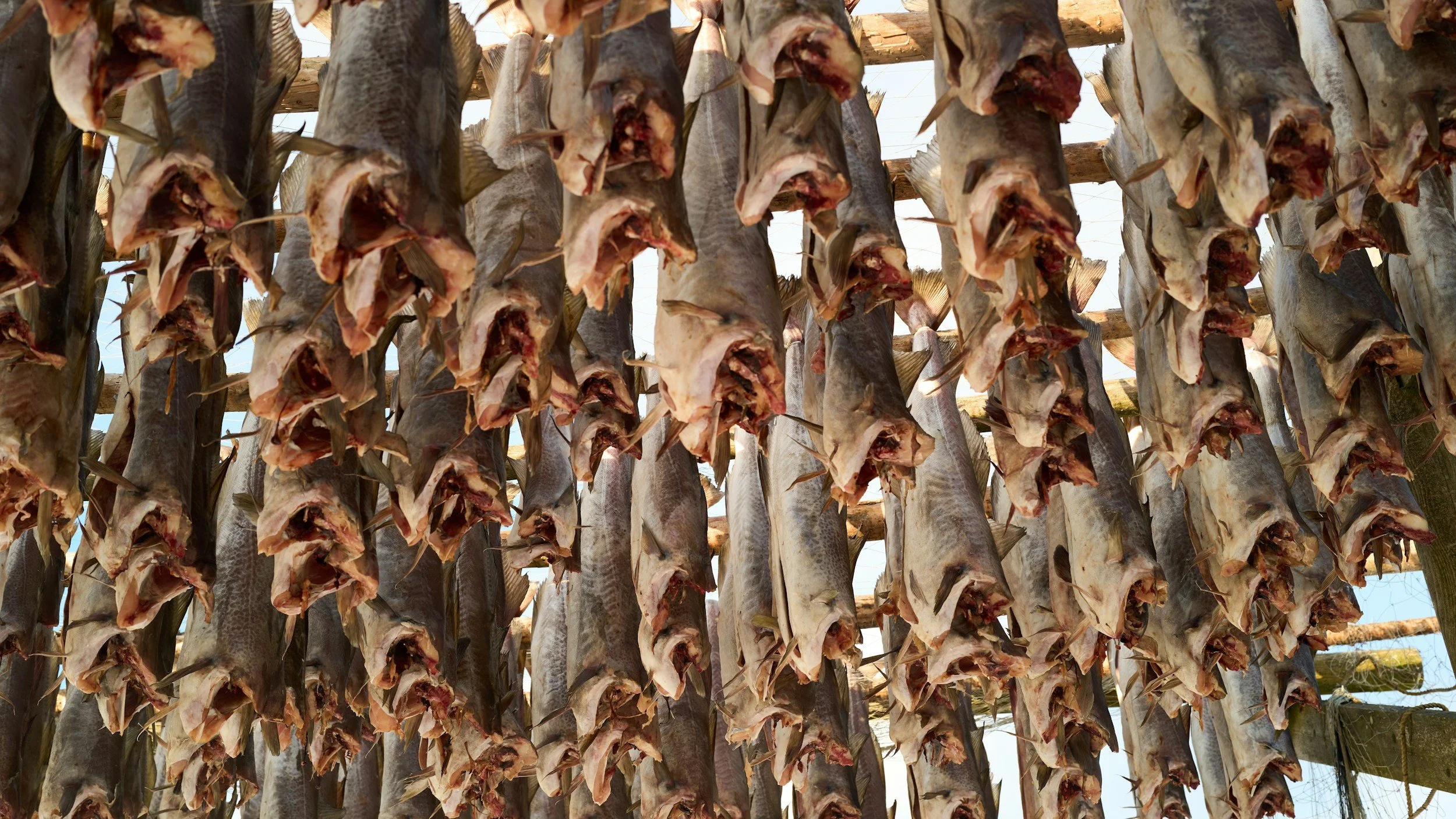 Stockfish hängen an Holzgestellen in der Sonne.