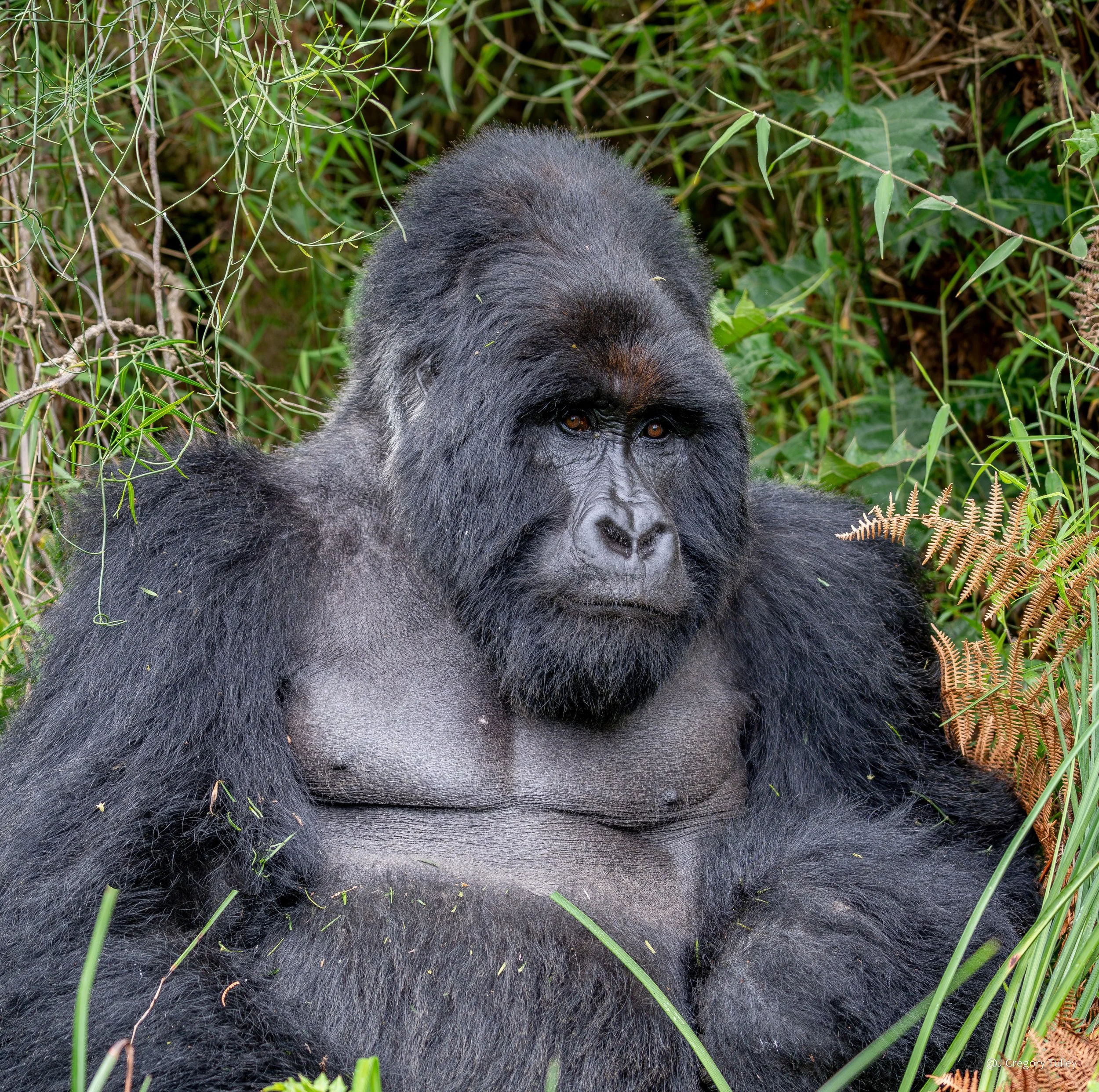 Silverback Gorilla Uganda 2024